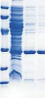 IDA Agarose.jpg